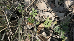 Ipomoea pes-tigridis