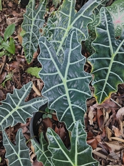 Alocasia amazonica