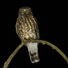 Ninox scutulata