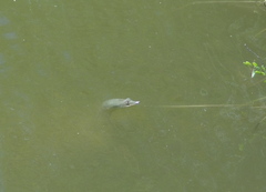 Apalone spinifera emoryi