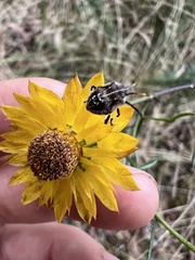 Oncocoris geniculatus