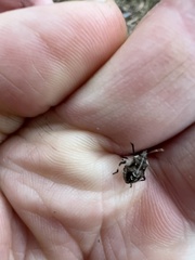 Oncocoris geniculatus