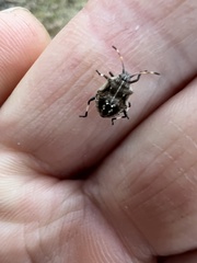 Oncocoris geniculatus