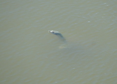 Apalone spinifera emoryi