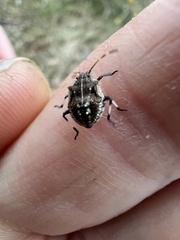 Oncocoris geniculatus