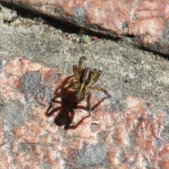 Artoriopsis expolita