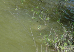 Apalone spinifera emoryi