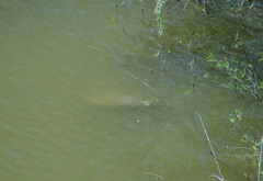 Apalone spinifera emoryi