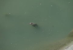 Apalone spinifera emoryi