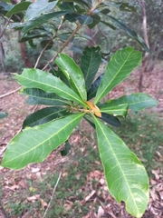 Planchonella pohlmaniana