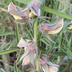 Crotalaria burkeana