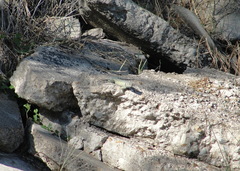 Sceloporus cyanogenys