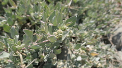 Atriplex maximowicziana