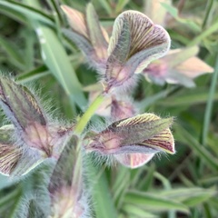 Crotalaria burkeana