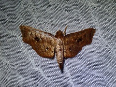Thyrididae