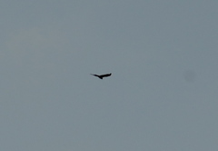 Buteo albonotatus
