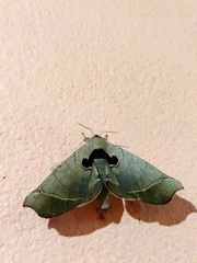 Apatelodidae