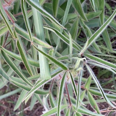 Crotalaria burkeana