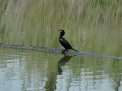 Nannopterum brasilianum