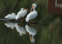 Pelecanus erythrorhynchos