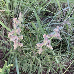 Crotalaria burkeana