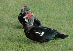 Cairina moschata domestica