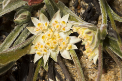 Chlaenosciadium gardneri