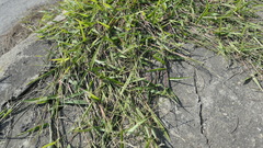 Urochloa subquadripara