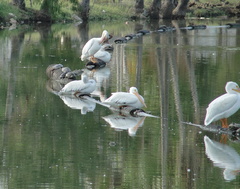 Pelecanus erythrorhynchos