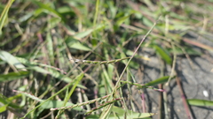 Urochloa subquadripara