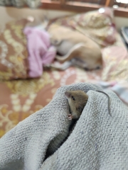 Vandeleuria oleraceus