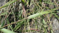 Urochloa subquadripara