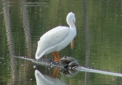 Pelecanus erythrorhynchos