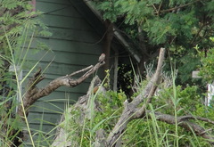 Pyrocephalus rubinus