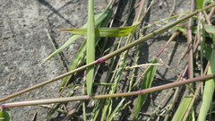Urochloa subquadripara
