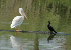 Pelecanus erythrorhynchos