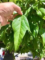 Brachychiton populneus populneus