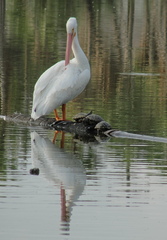 Pelecanus erythrorhynchos