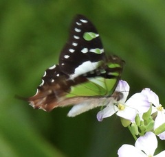 Graphium macleayanus