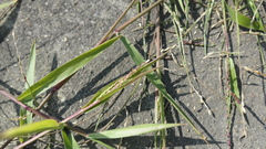 Urochloa subquadripara