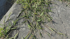 Urochloa subquadripara