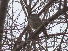 Phoenicurus ochruros