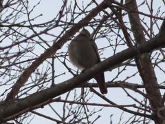 Phoenicurus ochruros