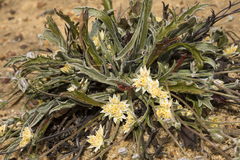 Chlaenosciadium gardneri