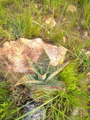 Aloe greatheadii davyana