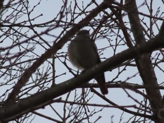 Phoenicurus ochruros