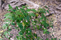 Jacquemontia solanifolia
