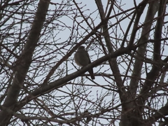 Phoenicurus ochruros