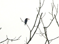 Halcyon cyanoventris