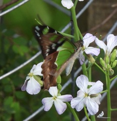 Graphium macleayanus